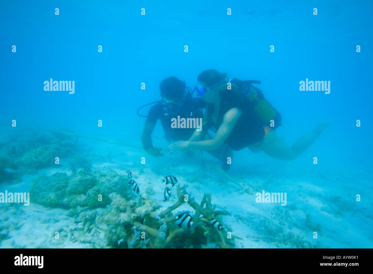 Indian ocean diving hires stock photography and images Alamy