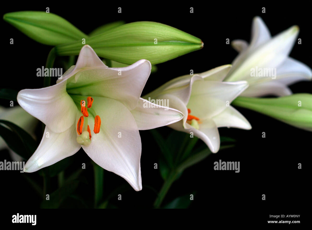 Flowers of Lilium Longiformis also known as funeral lillies lilys lily