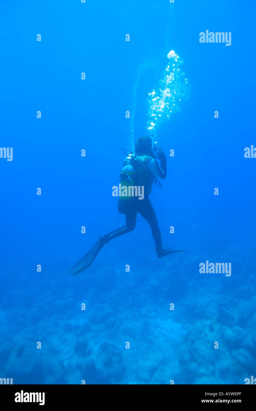 Underwater diving, Maldives, Indian ocean Stock Photo Alamy
