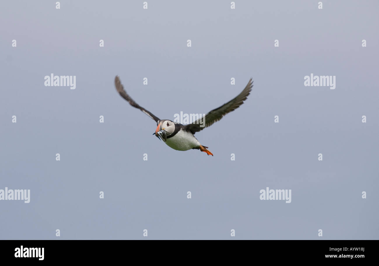 Puffin flying across the Farne Islands Stock Photo