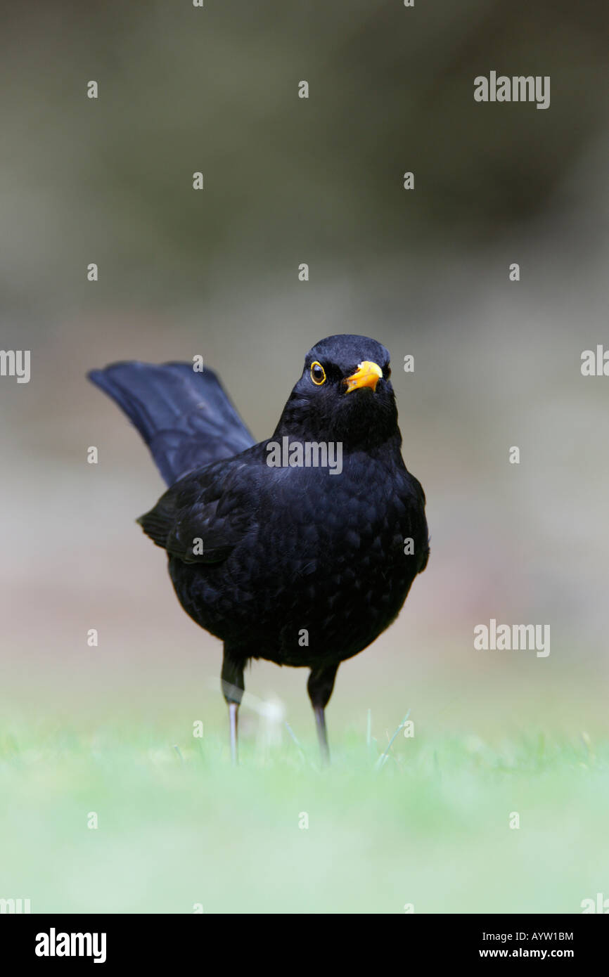 Blackbird Turdus merula on lawn low angle shot Potton Bedfordshire Stock Photo