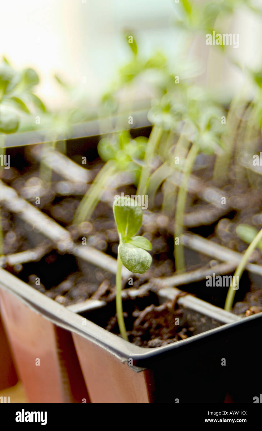Zinnia Seedlings in a tray Stock Photo