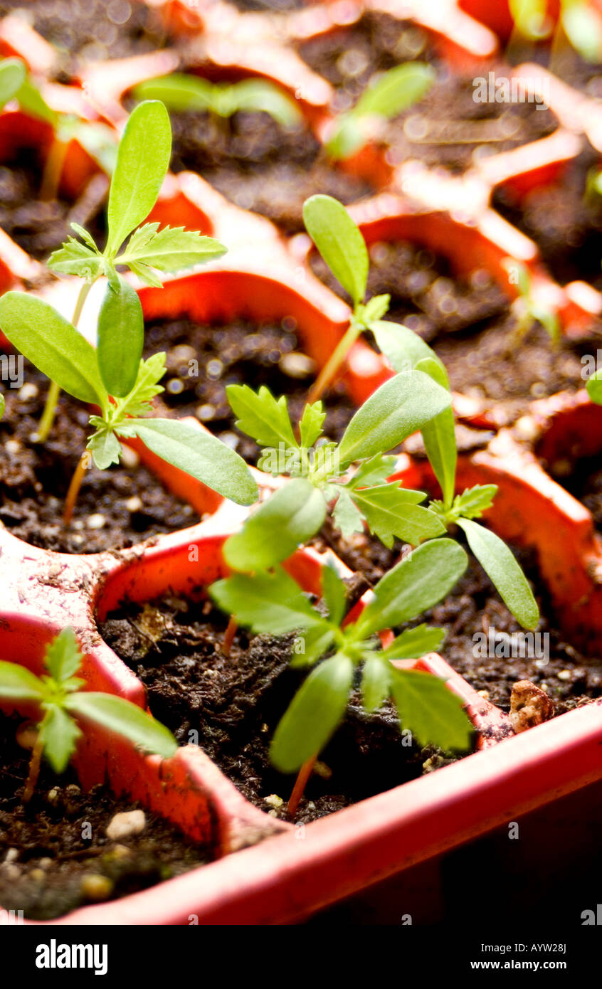 Marigold Seedlings in a tray Stock Photo