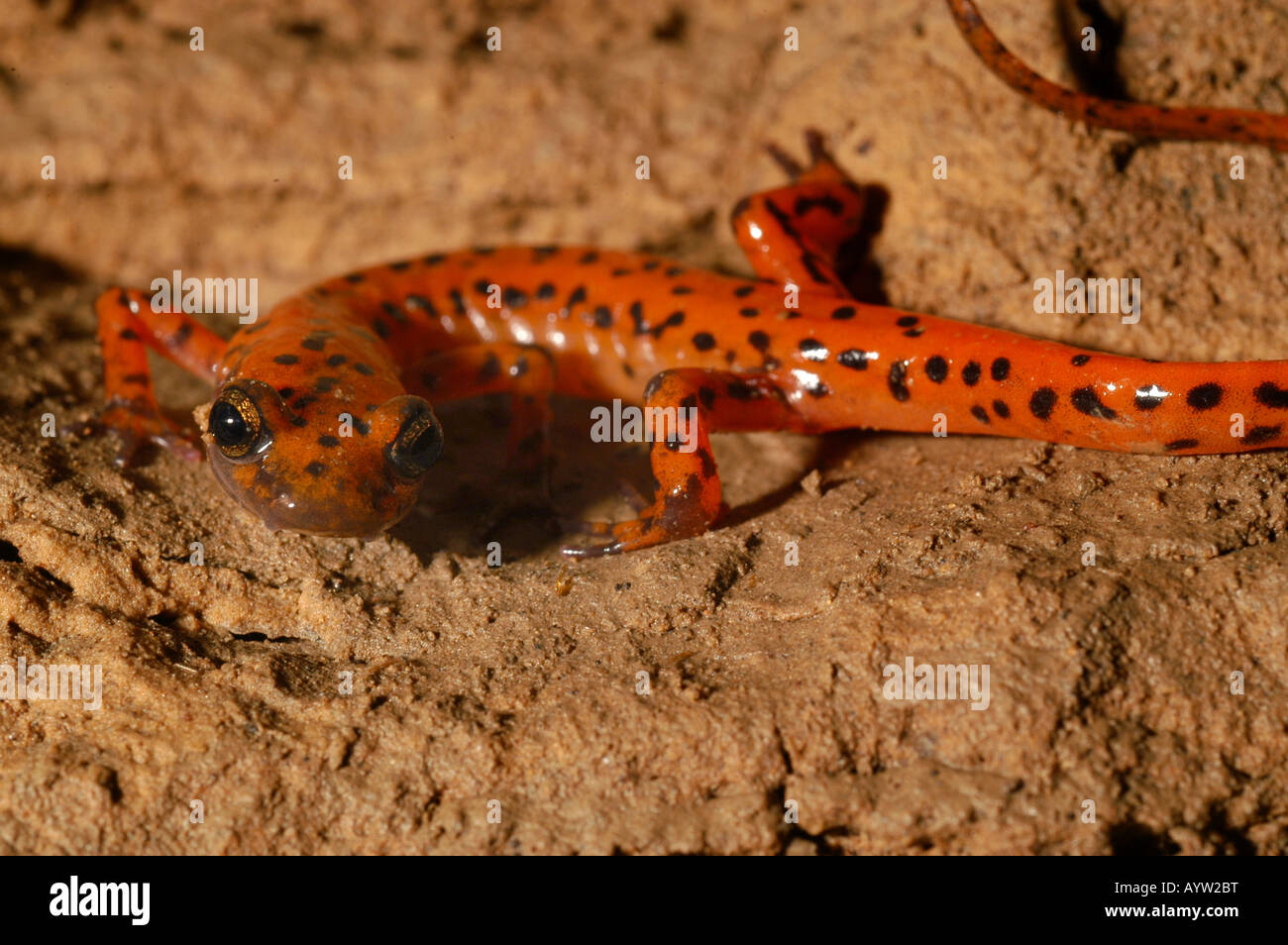 Cave salamander kentucky hires stock photography and images Alamy
