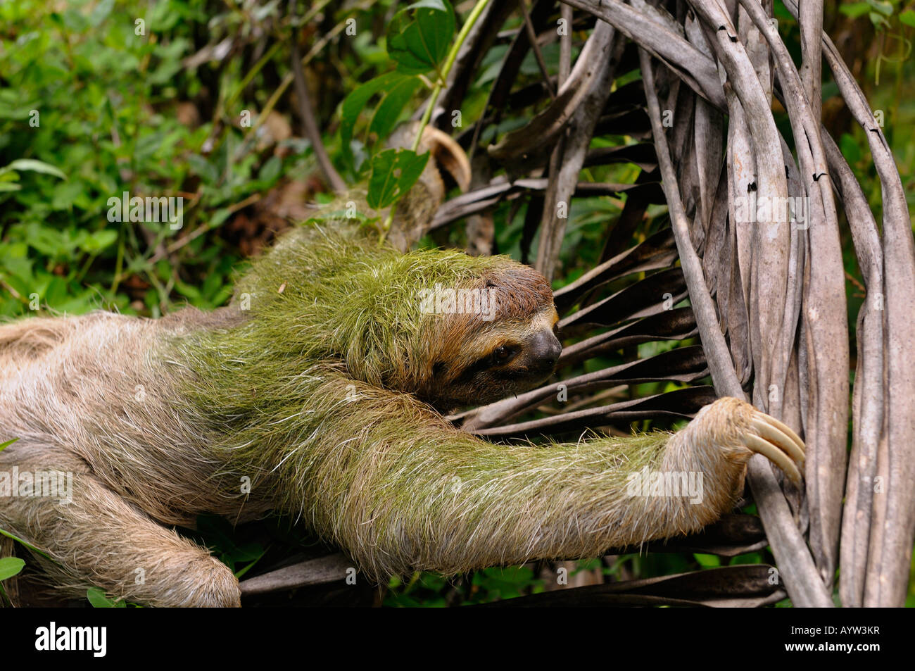 Green algae on fur of Brown throated Three toed Sloth climbing on a