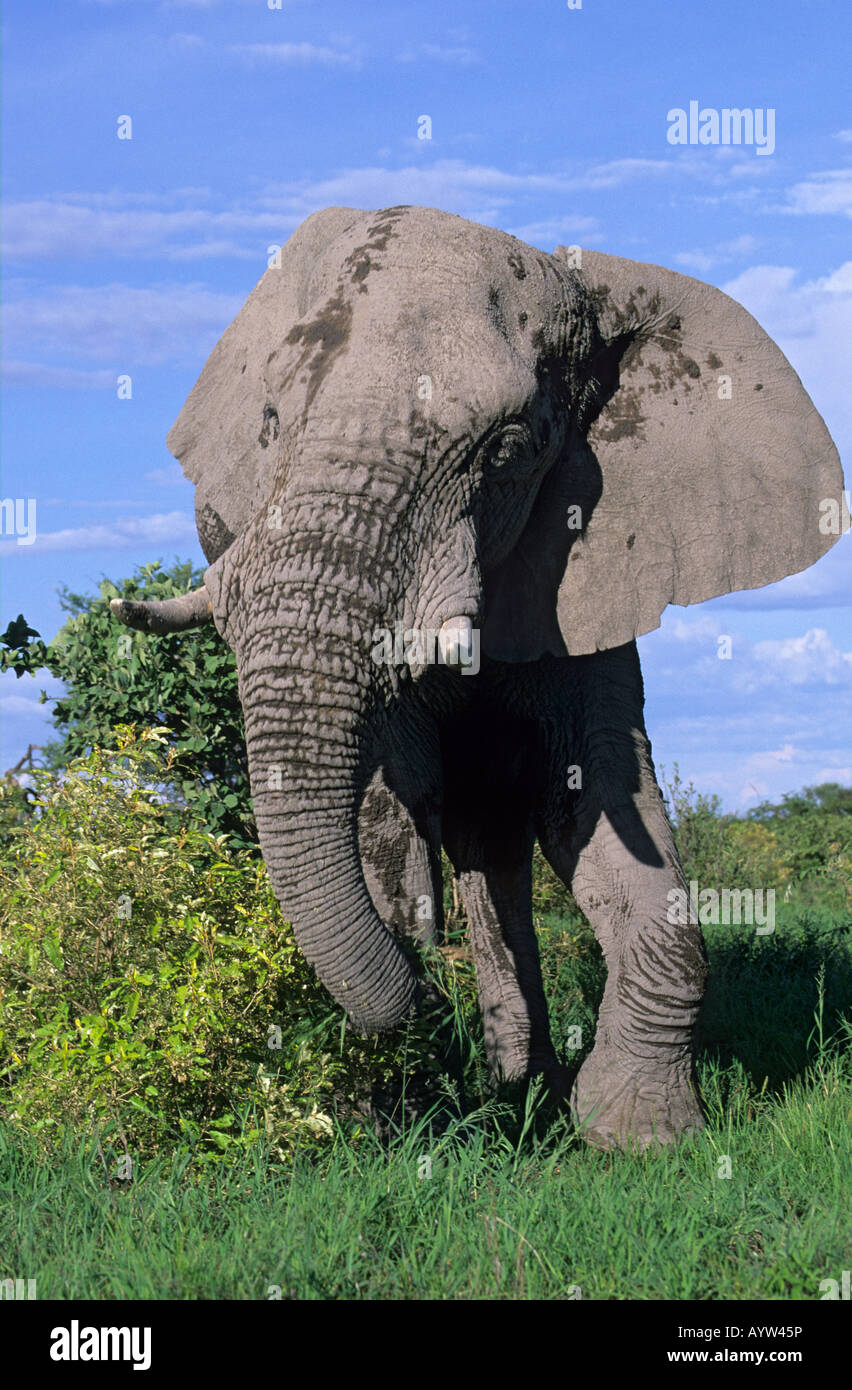 Elephant bull Loxodonta africana Etosha Namibia Stock Photo
