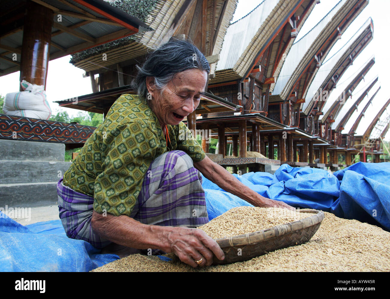 Indonesia: woman cleaning rice in front of Tongkonan houses (rice storage houses). Stock Photo