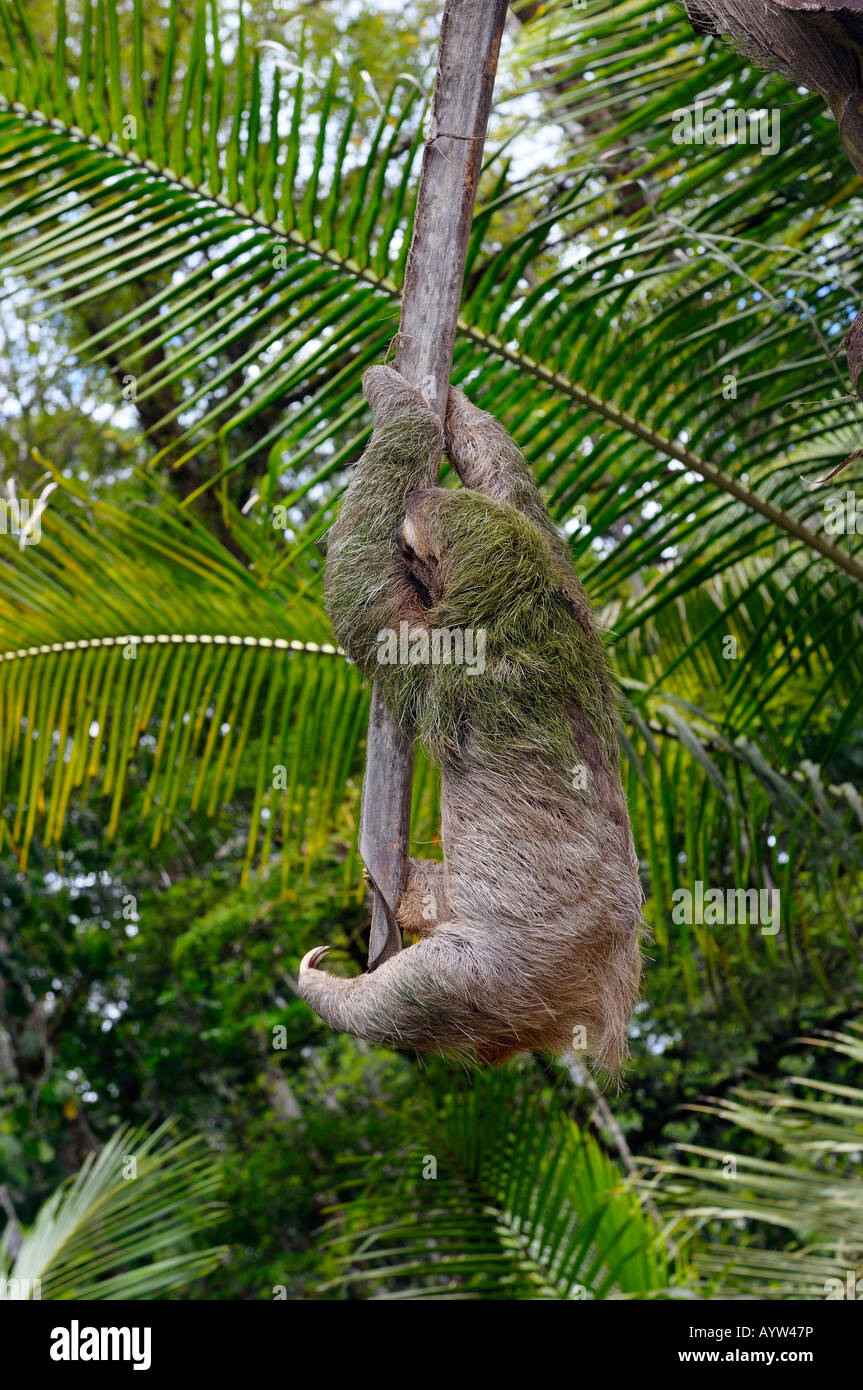 Brown throated Three toed Sloth Bradypus variegatus with green algae on