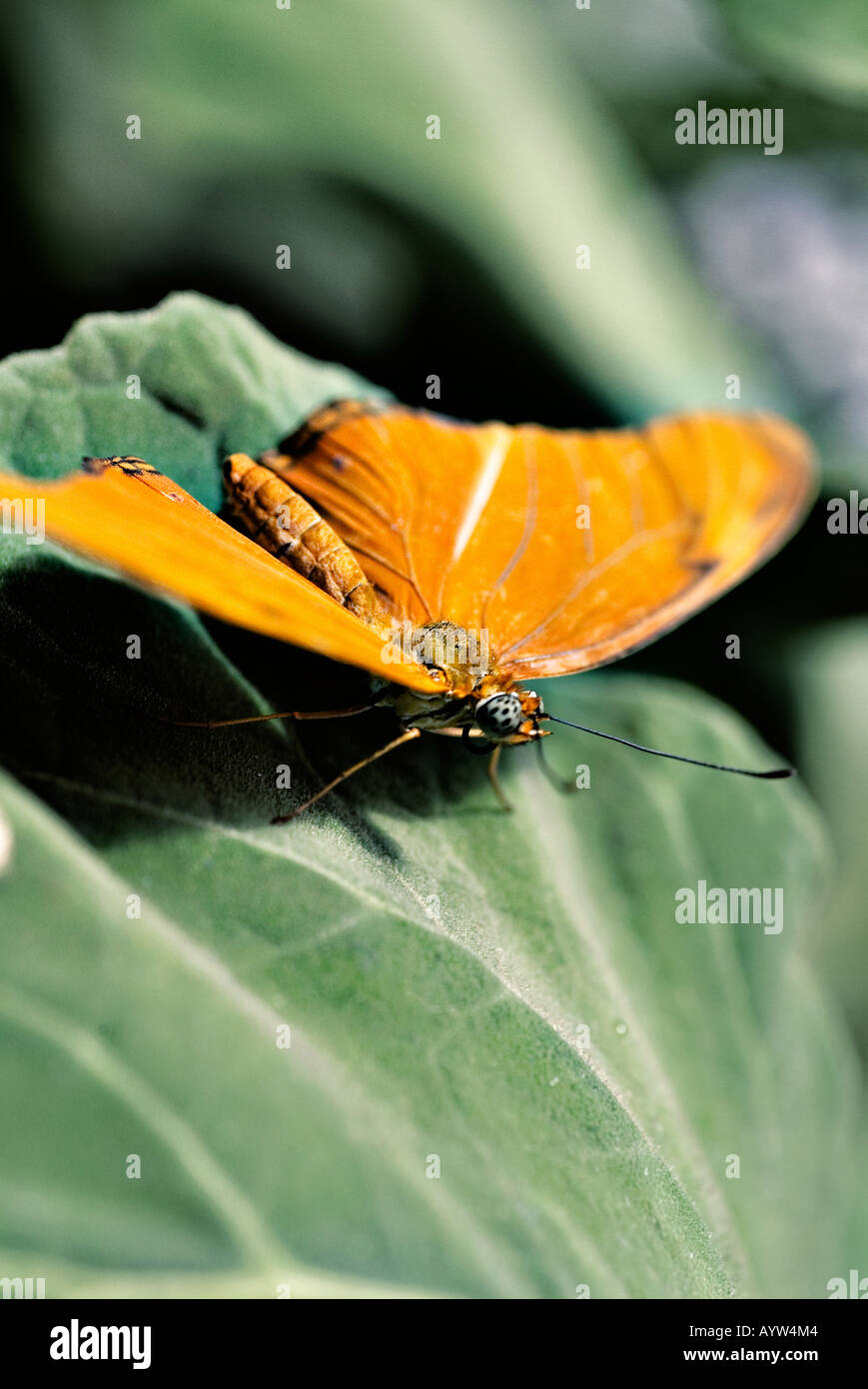 Julia butterfly on a leaf Stock Photo