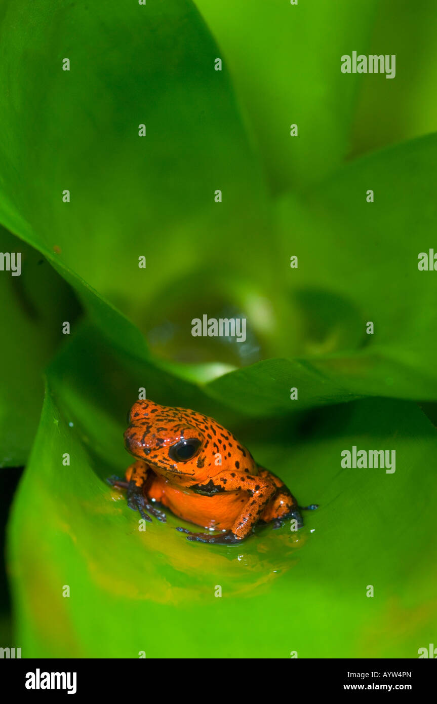 Strawberry Poison Dart Frog (Dendrobates pumilio) La Selva Reserve, Costa Rica Stock Photo