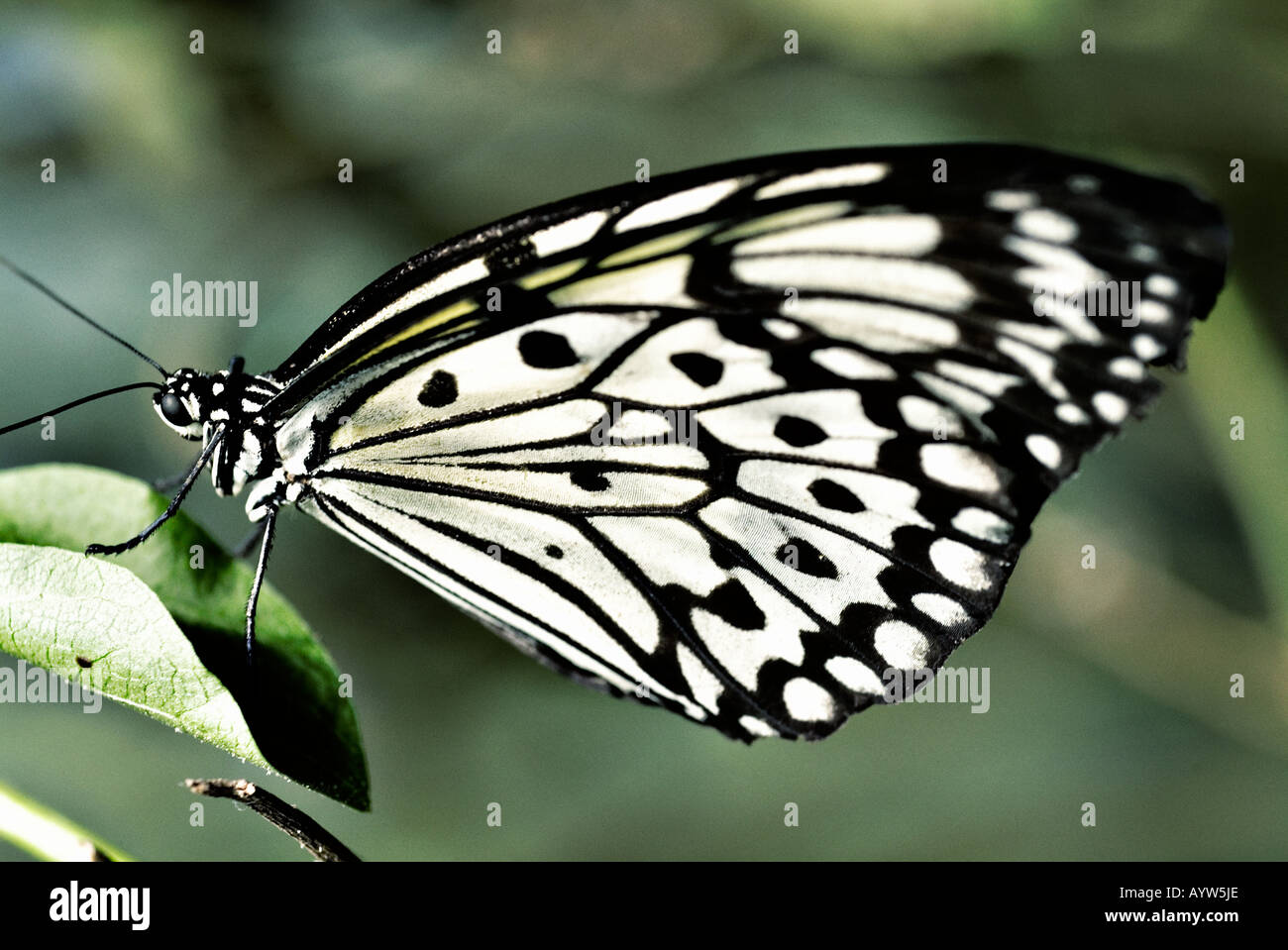 Large Tree Nymph Stock Photo Alamy