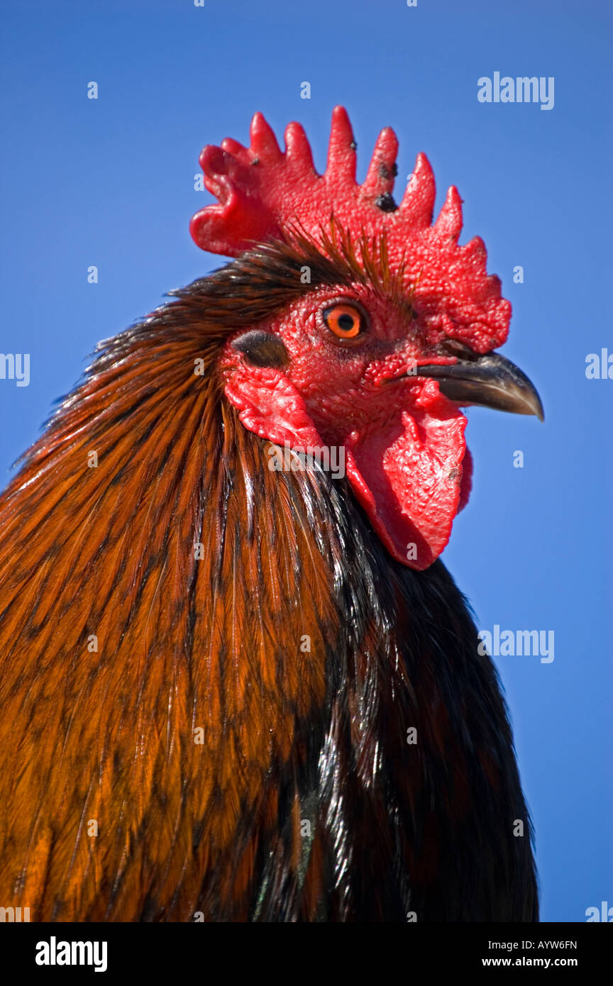 Proud brown rooster chicken with blue sky Stock Photo Alamy