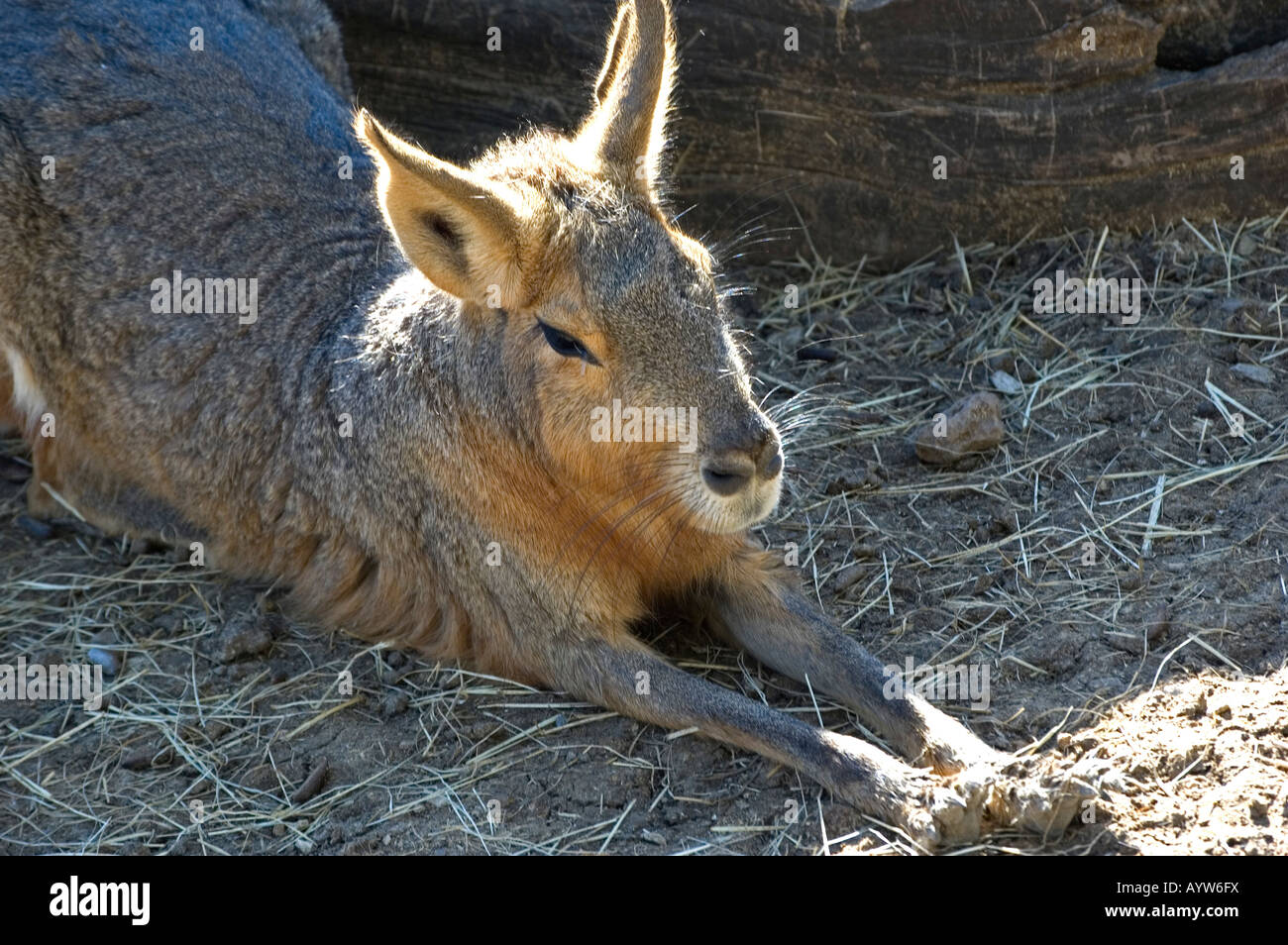 Large jackrabbit that looks like a kangeroo Stock Photo Alamy