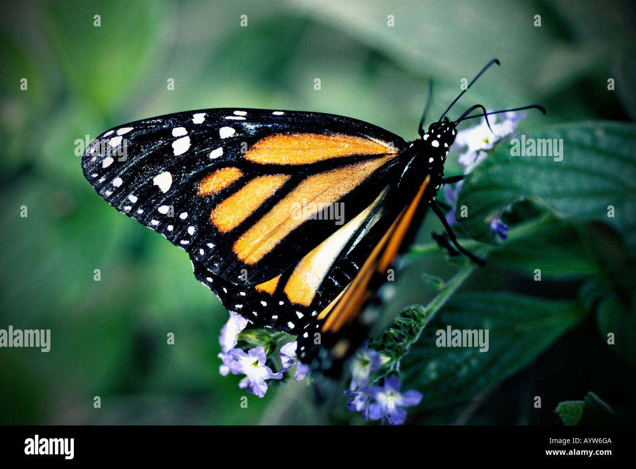 Side profile of a Monarch Butterfly on a leaf Stock Photo