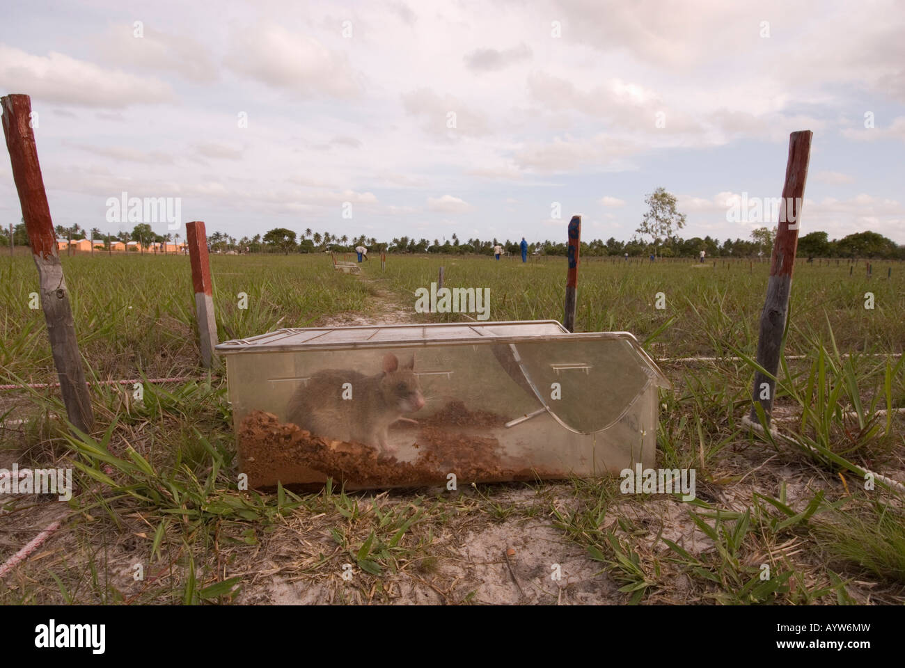 APOPO project in Mozambique , Training rats to sniff out landmines Stock Photo