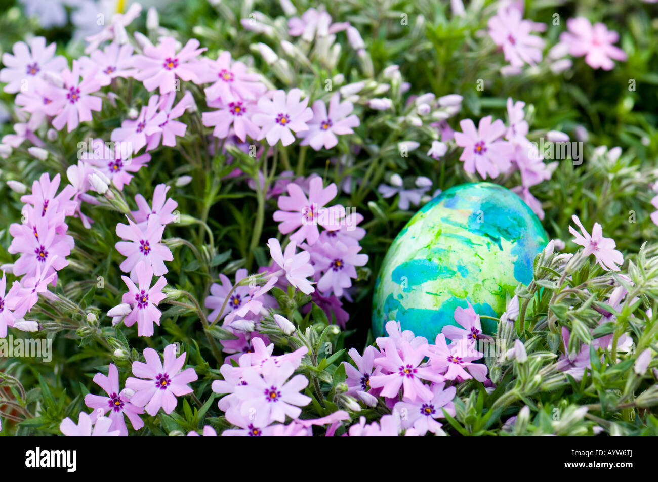 A multicolored blue and green Easter egg hides in a bed of Creeping ...