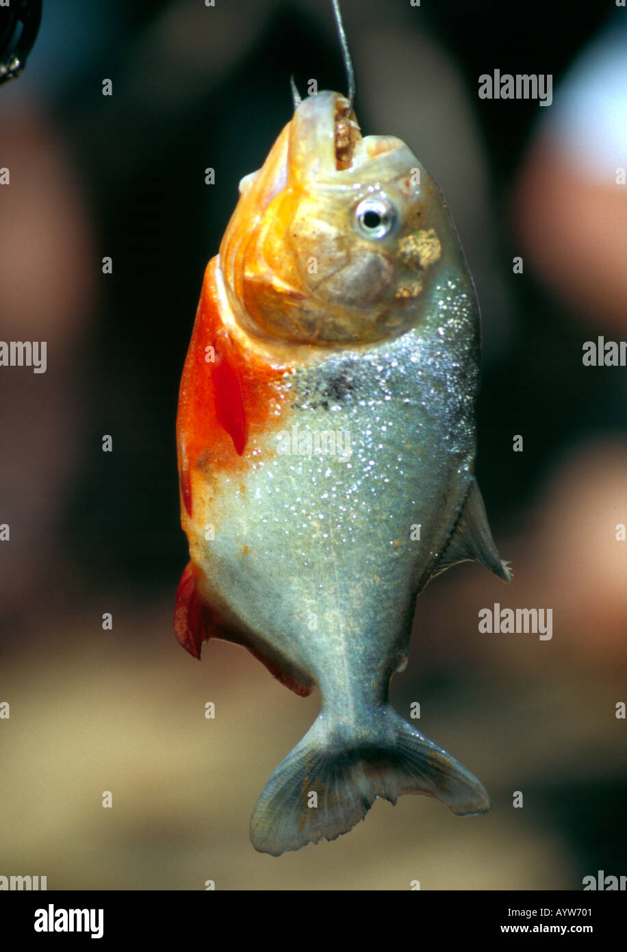 Piranah fish caught in the Amazon rainforest Stock Photo Alamy