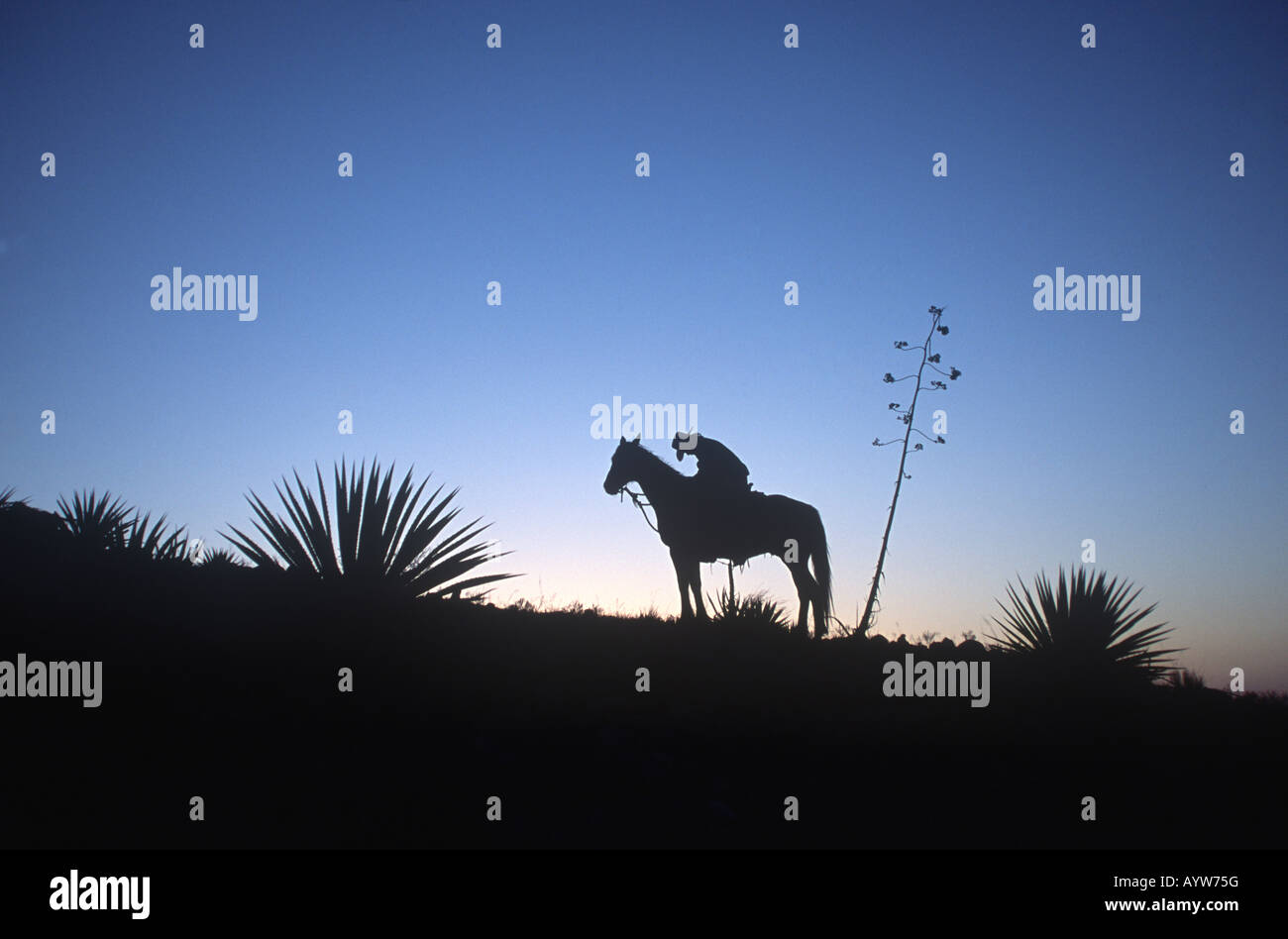 Horseback rider rests his horse and himself during a long ride through