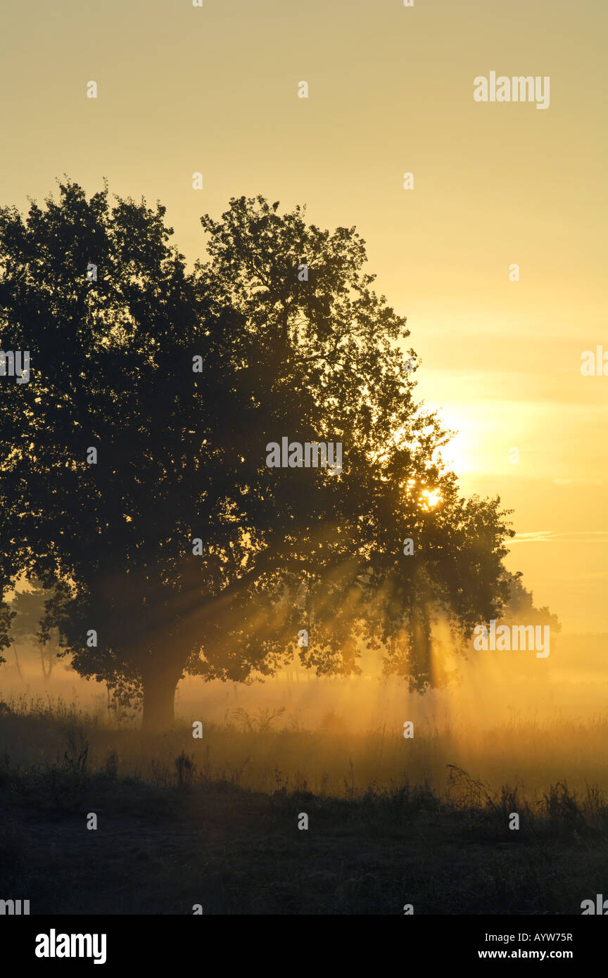 Sunrise at river Nuthe near Bergholz Rehbruecke, Nuthetal, district
