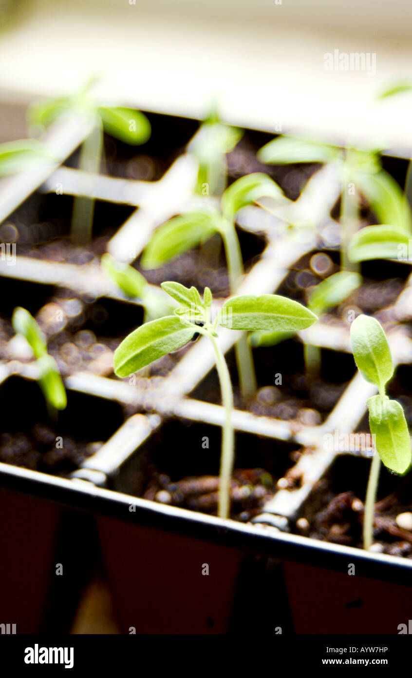 Zinnia Seedlings in a tray Stock Photo