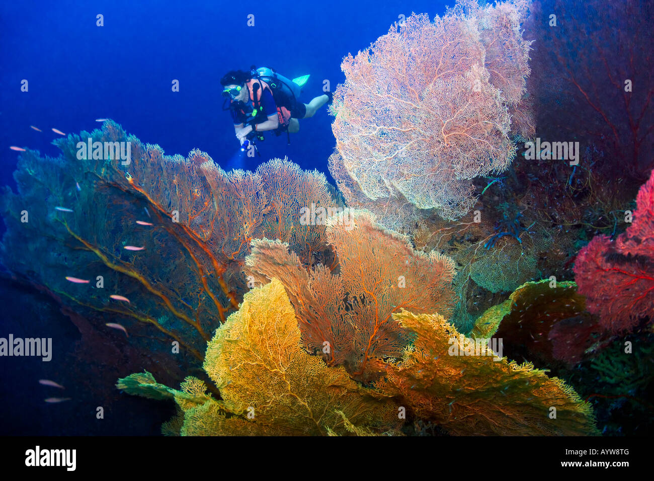 A scuba diver swims between giant Gorgonian Fan Corals at Wickham Island New Georgia, part of the Solomon Islands. Stock Photo