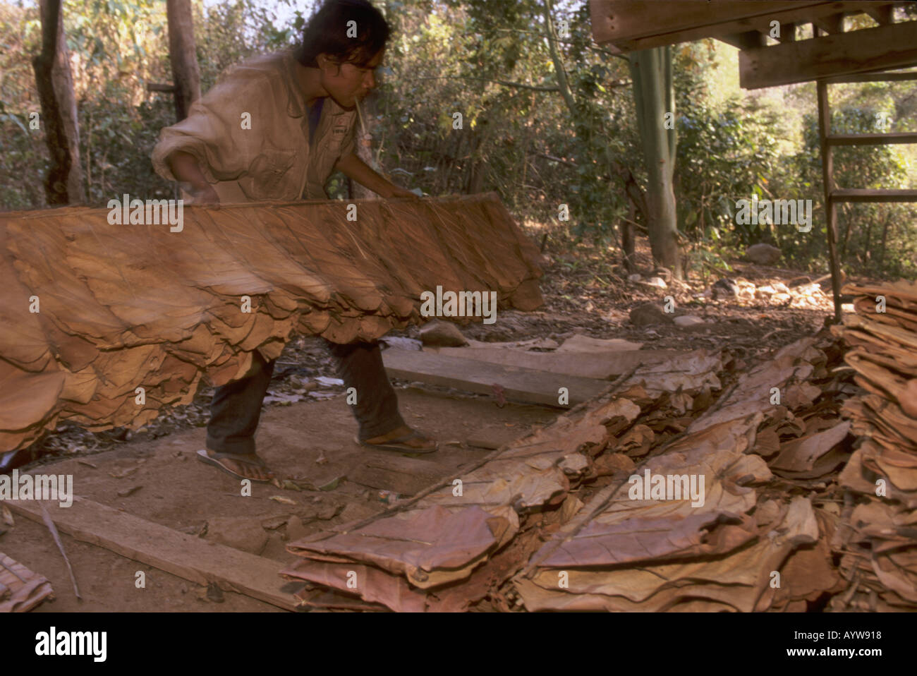Karen hill tribe man preparing teak Tectona grandis leaves for roofing Salaween area N Thailand Stock Photo