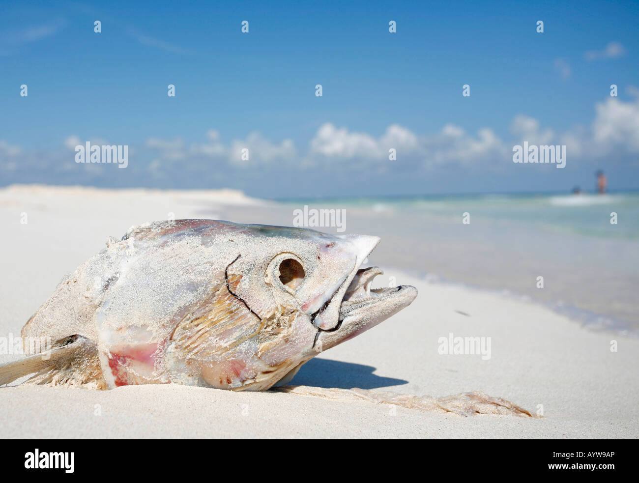 Dead fish head on tropical beach Stock Photo