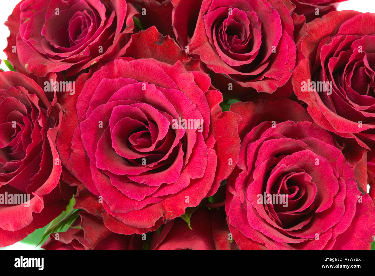 the bouquet from red roses isolated on white background Stock Photo - Alamy