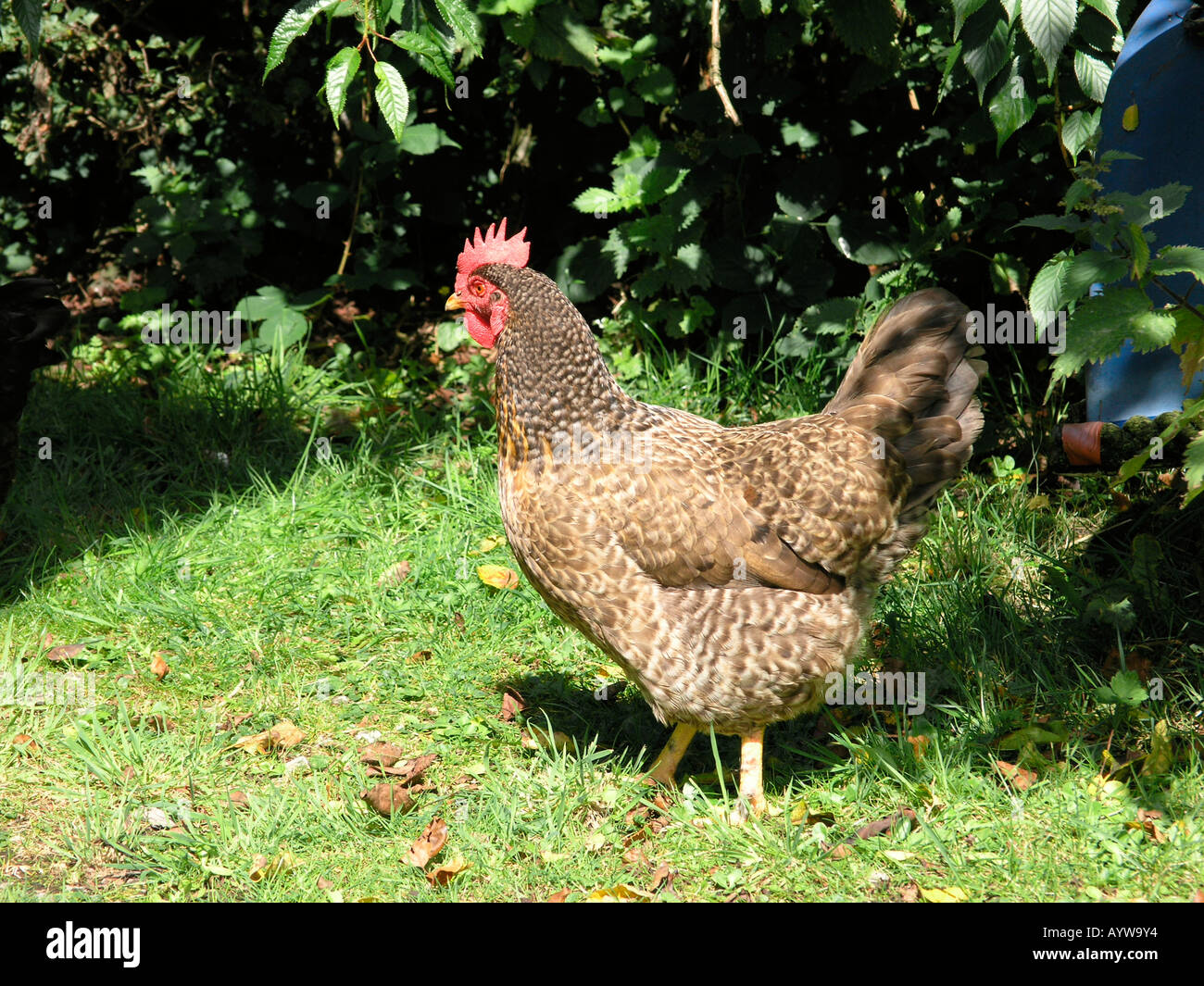 Old speckled hen hires stock photography and images Alamy