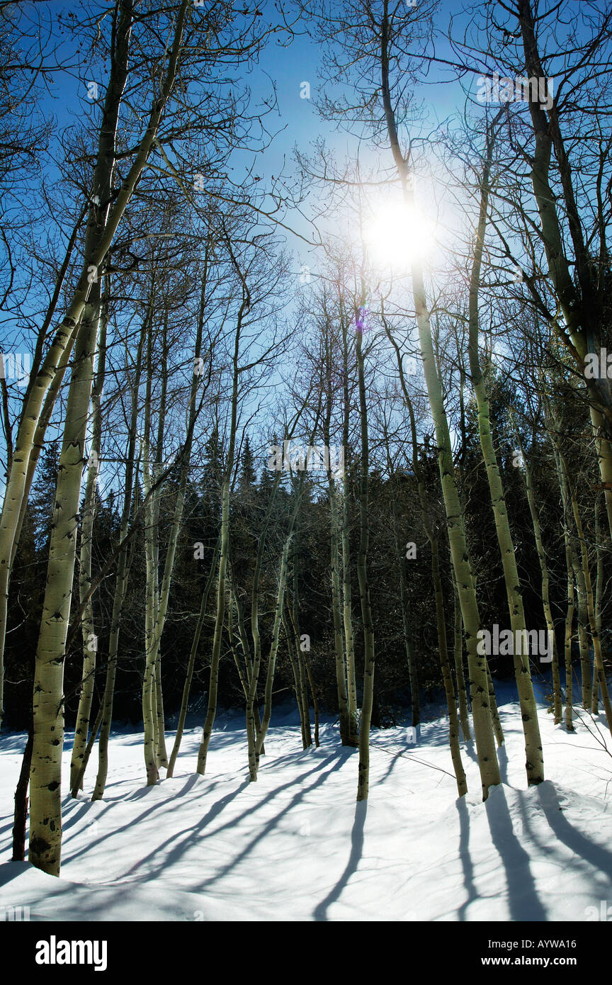 Sun shining through trees in winter Tahoe National Forest Stock Photo ...