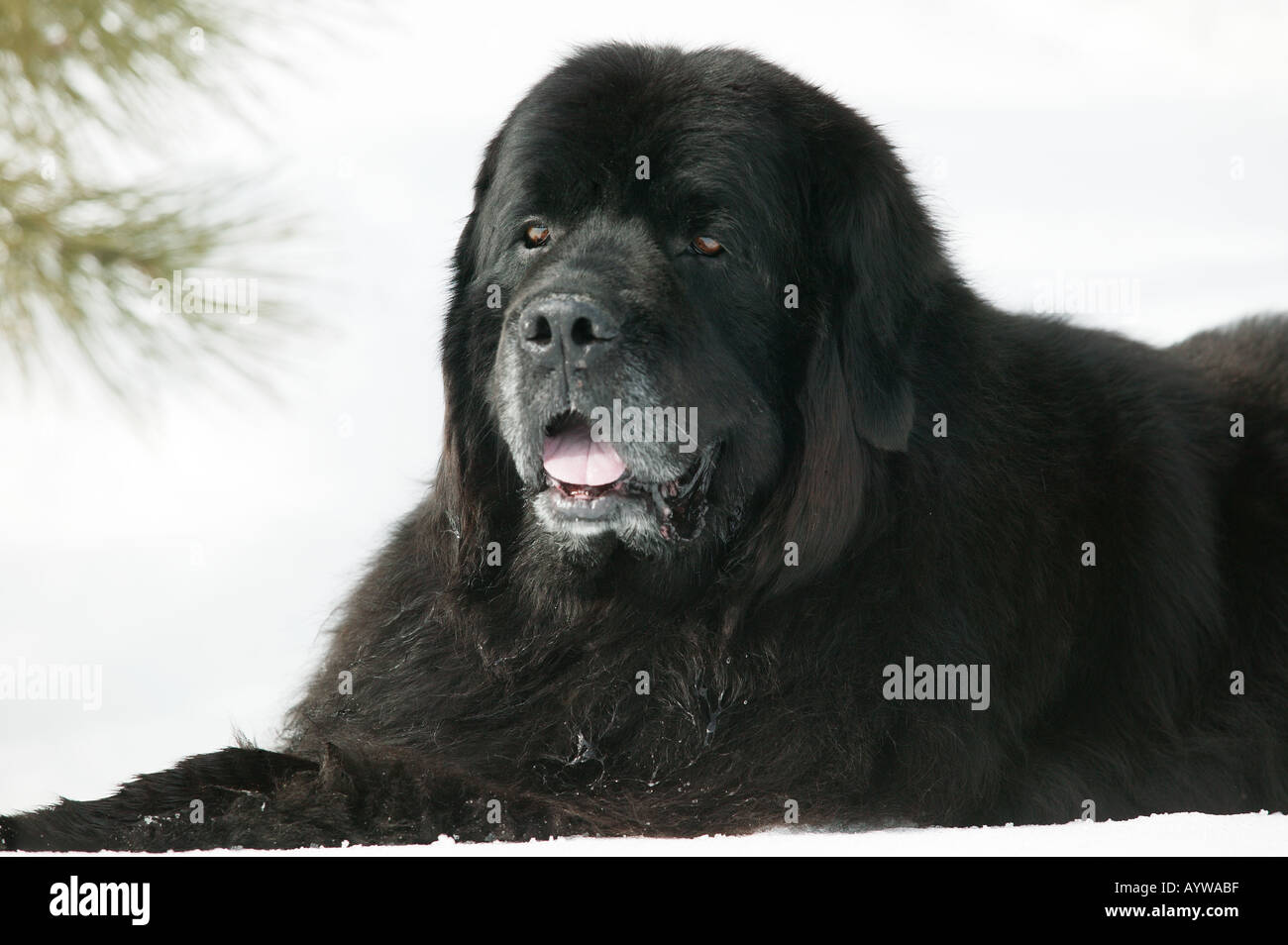 purebred newfoundland