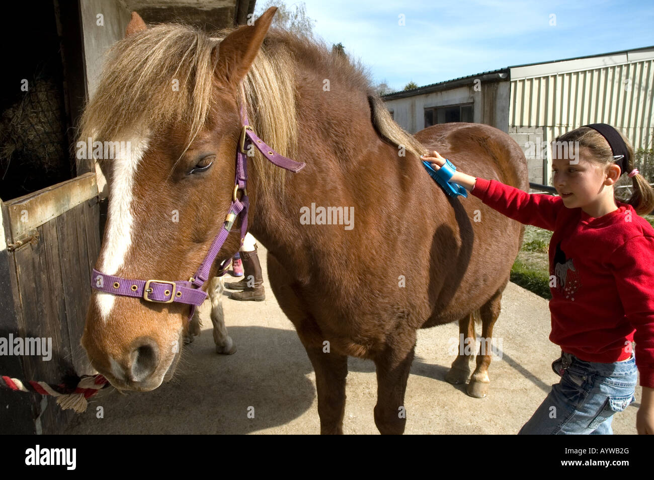 Young girl brushing and grooming a horse in a stable. Devon UK Stock Photo Alamy