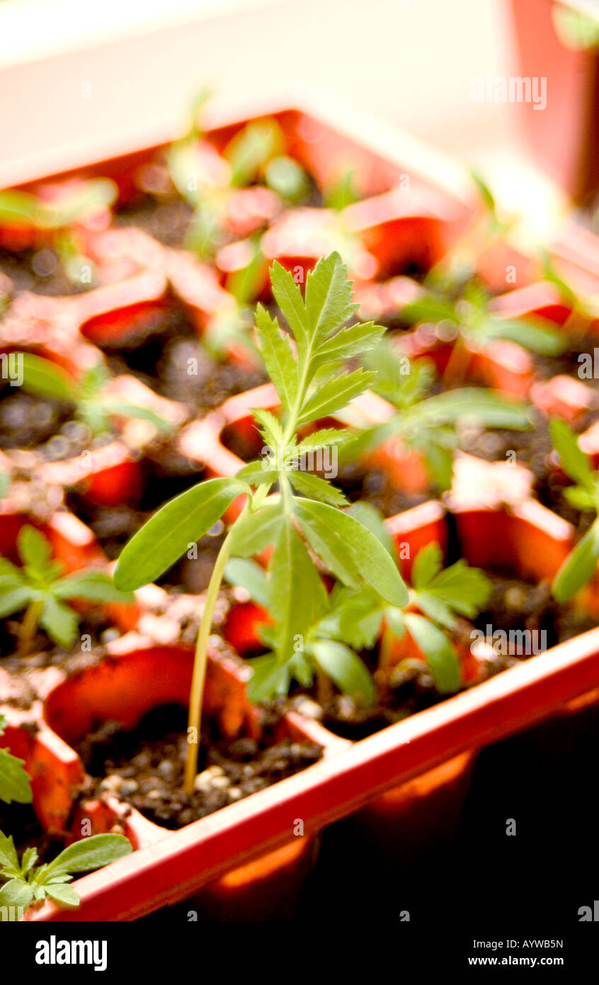 Marigold Seedlings in a tray Stock Photo