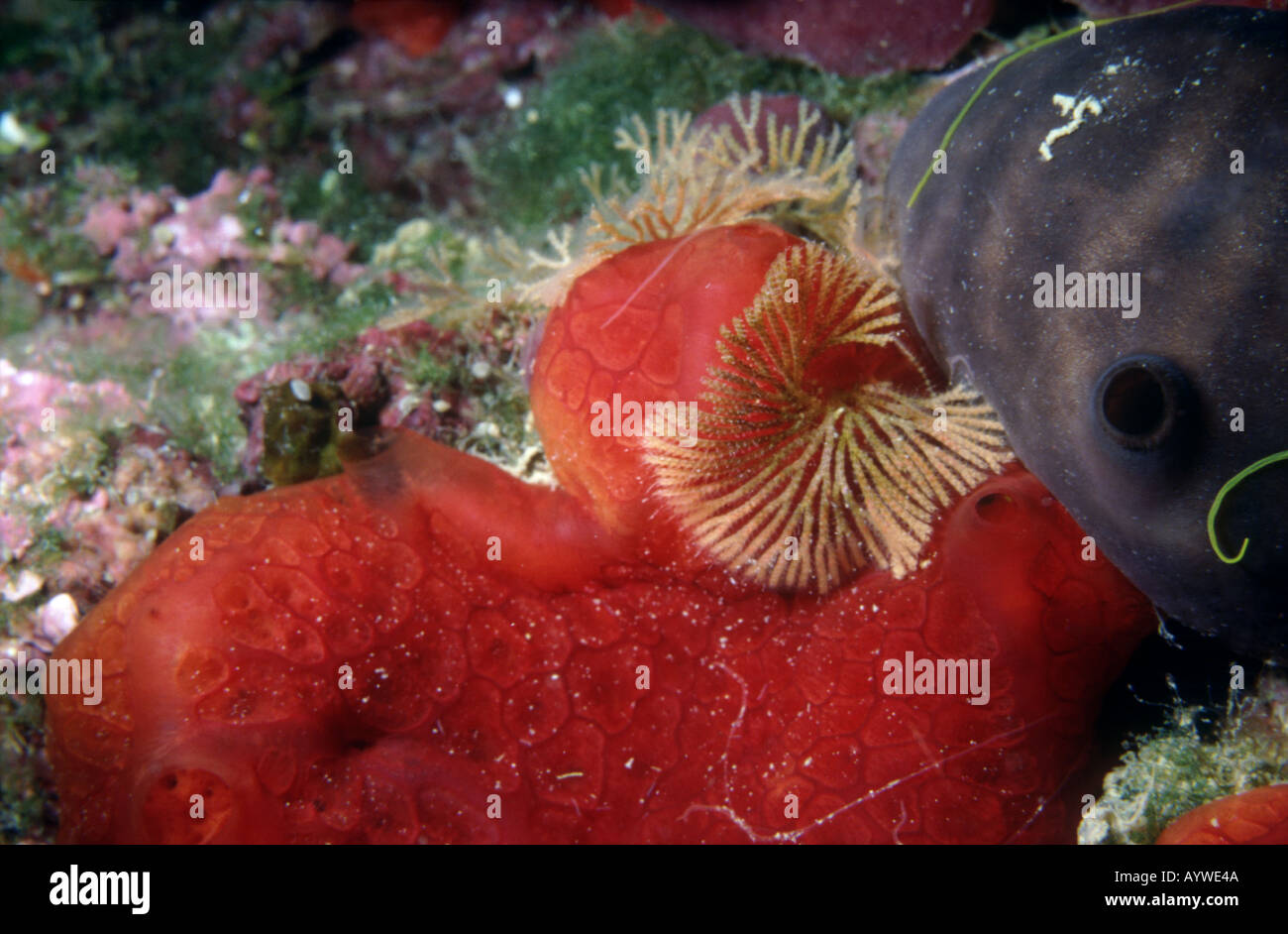 Red and black sponges, golden lace coral, encrusting algae of various hues in the background: colors and textures under the sea. Stock Photo