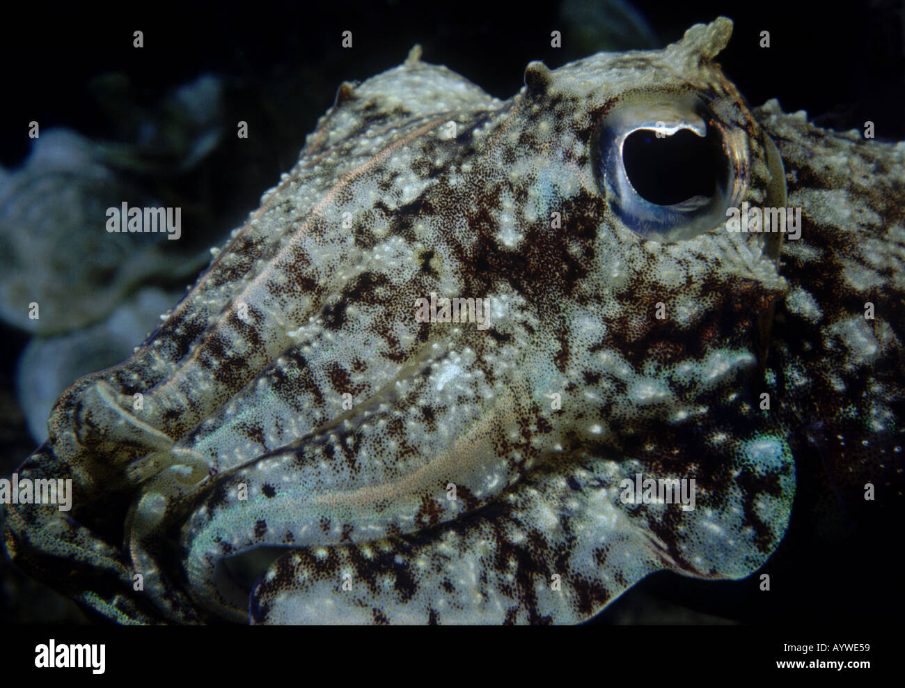 Portrait view of the common cuttlefish, Sepia officinalis in the N. Aegean Sea. Individual chromatophores are seen at high res. Stock Photo