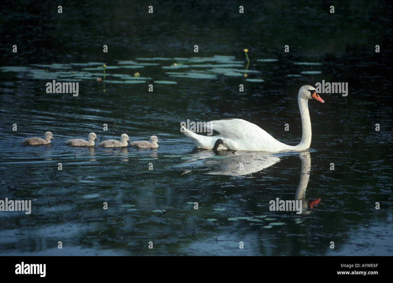 Mute swan and four chicks swimming in a line. Stock Photo