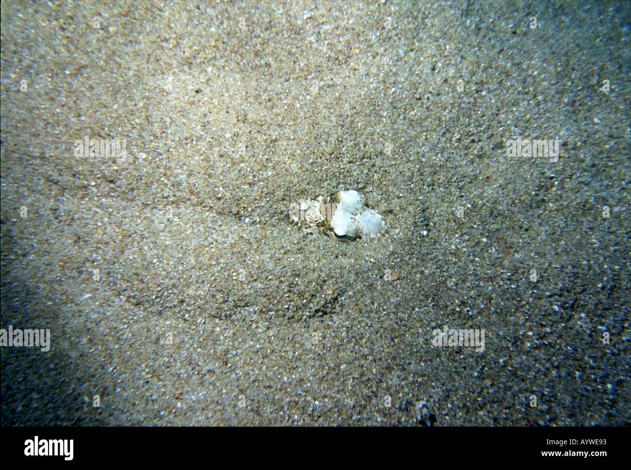 Greater weever fish, Trachinus draco, hides burried in sand. Only the