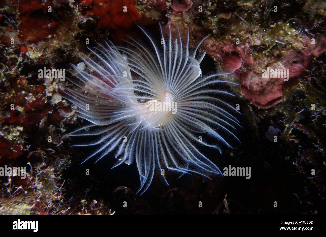 The feathery gills of this fanworm are used to filter the water for