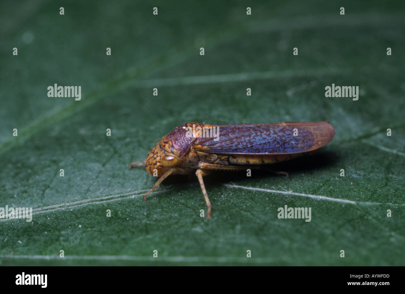 Sharpshooter leafhopper at rest on a leaf Virginia USA Stock Photo
