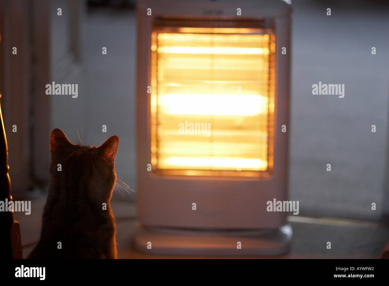 Cat and halogen heater in the home Stock Photo Alamy