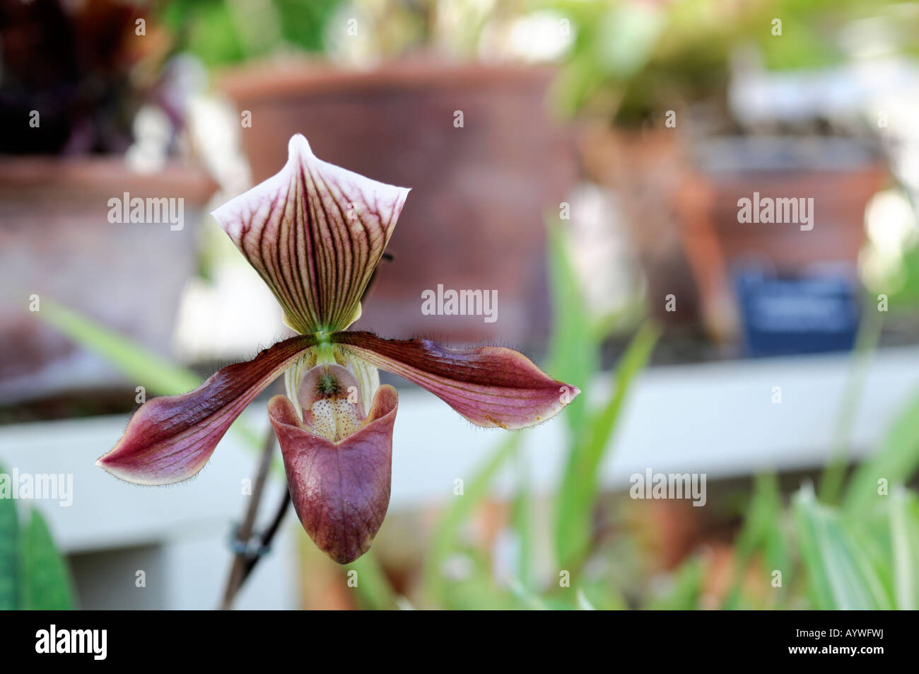 paphiopedilum colbert flower in a conservatory Stock Photo