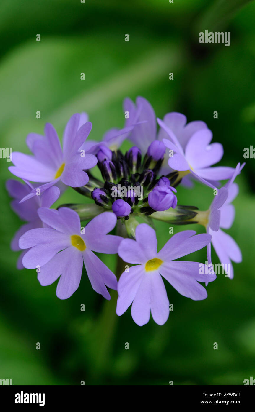 Primula denticulata drumstick primrose purple flower closeup close up macro Stock Photo