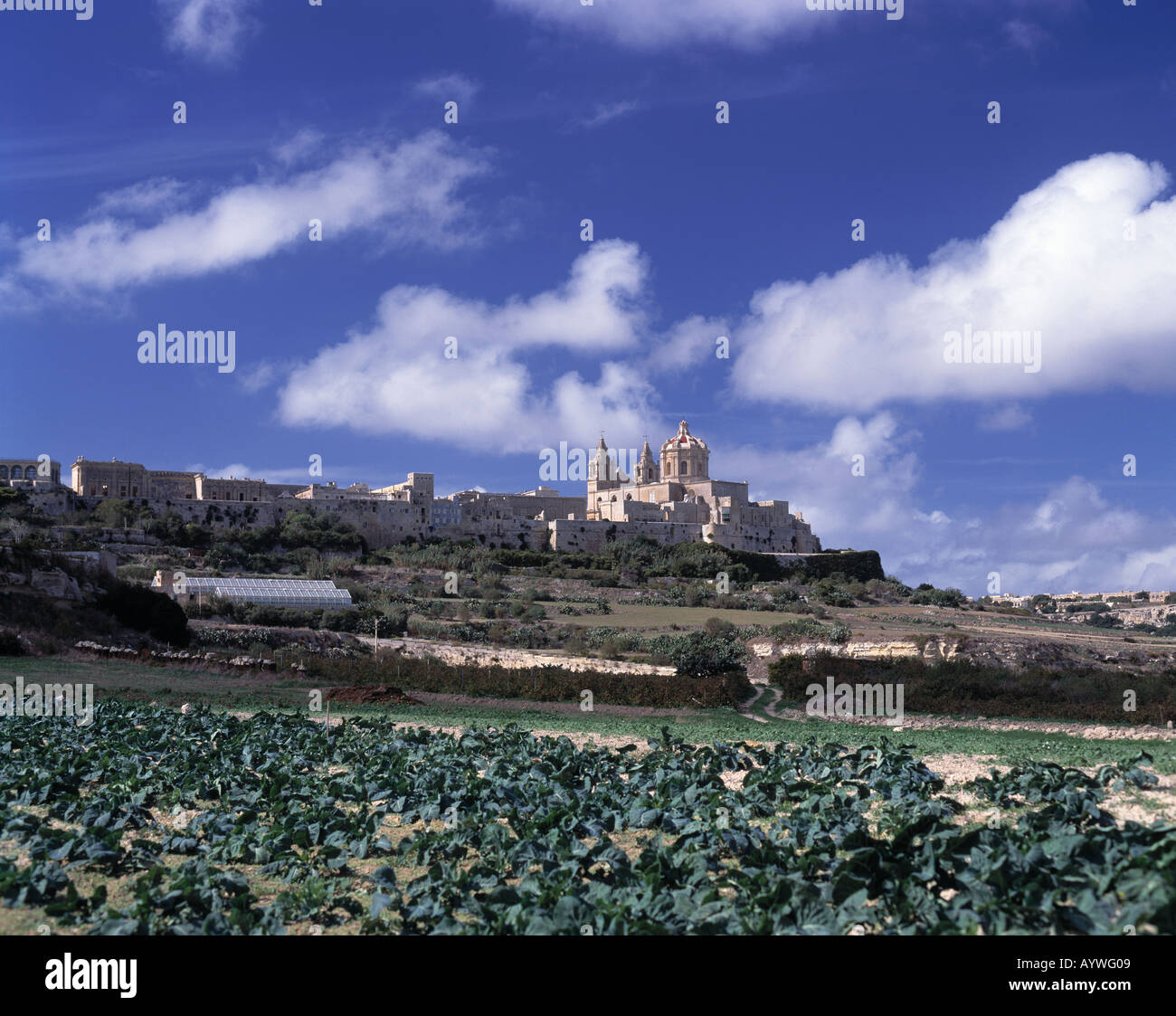 Feld mit Gemueseanbau, Stadtansicht von Mdina, Malta mit Kathedrale St. Peter und Paul Stock Photo