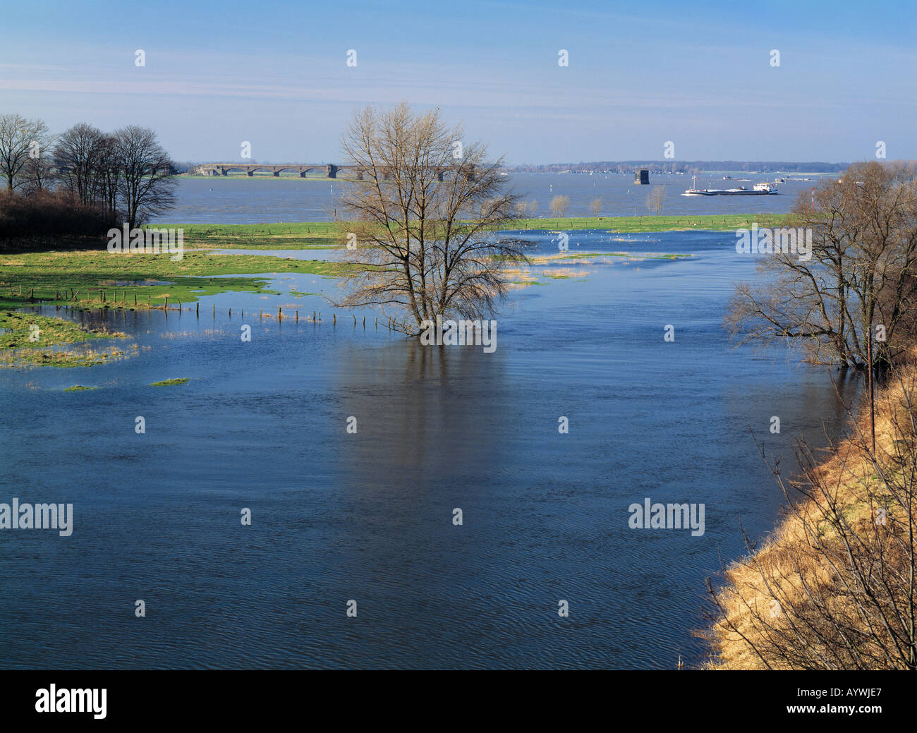 Lippemuendung, Flussmuendung, Lippe muendet in den Rhein, Hochwasser am Niederrhein, Baum steht im Wasser, Wesel, Niederrhein, Nordrhein-Westfalen Stock Photo