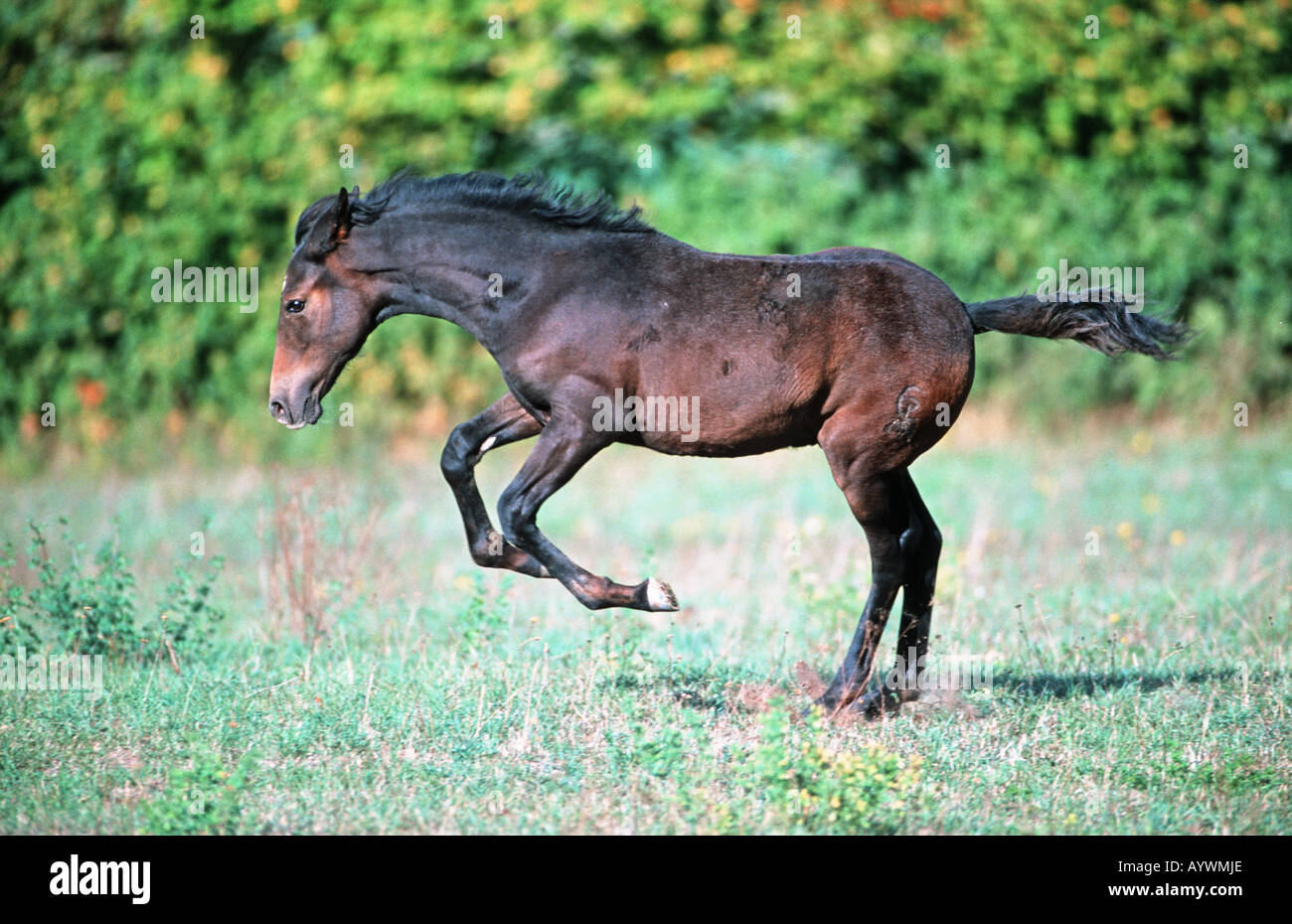 Paso americano hires stock photography and images Alamy