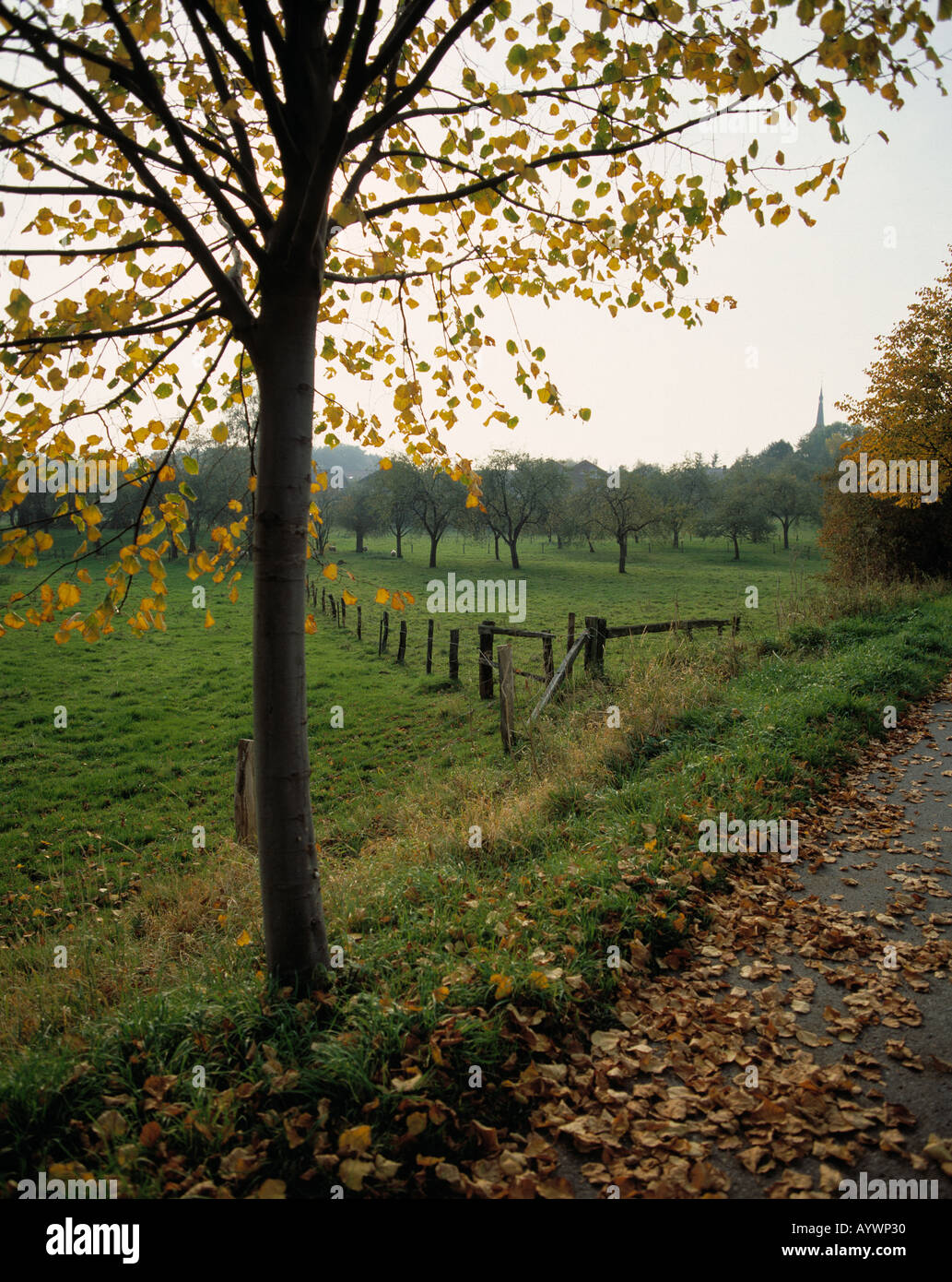 Herbstlandschaft Bei Luedinghausen Seppenrade Muensterland Nordrhein Westfalen Stock Photo Alamy