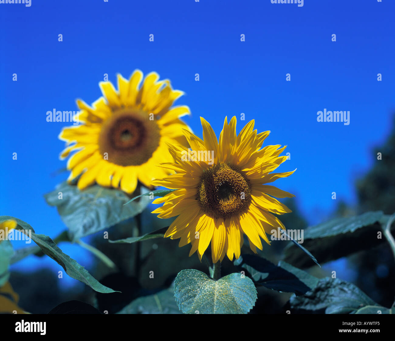 Sonnenblumen, Nahaufnahme Stock Photo