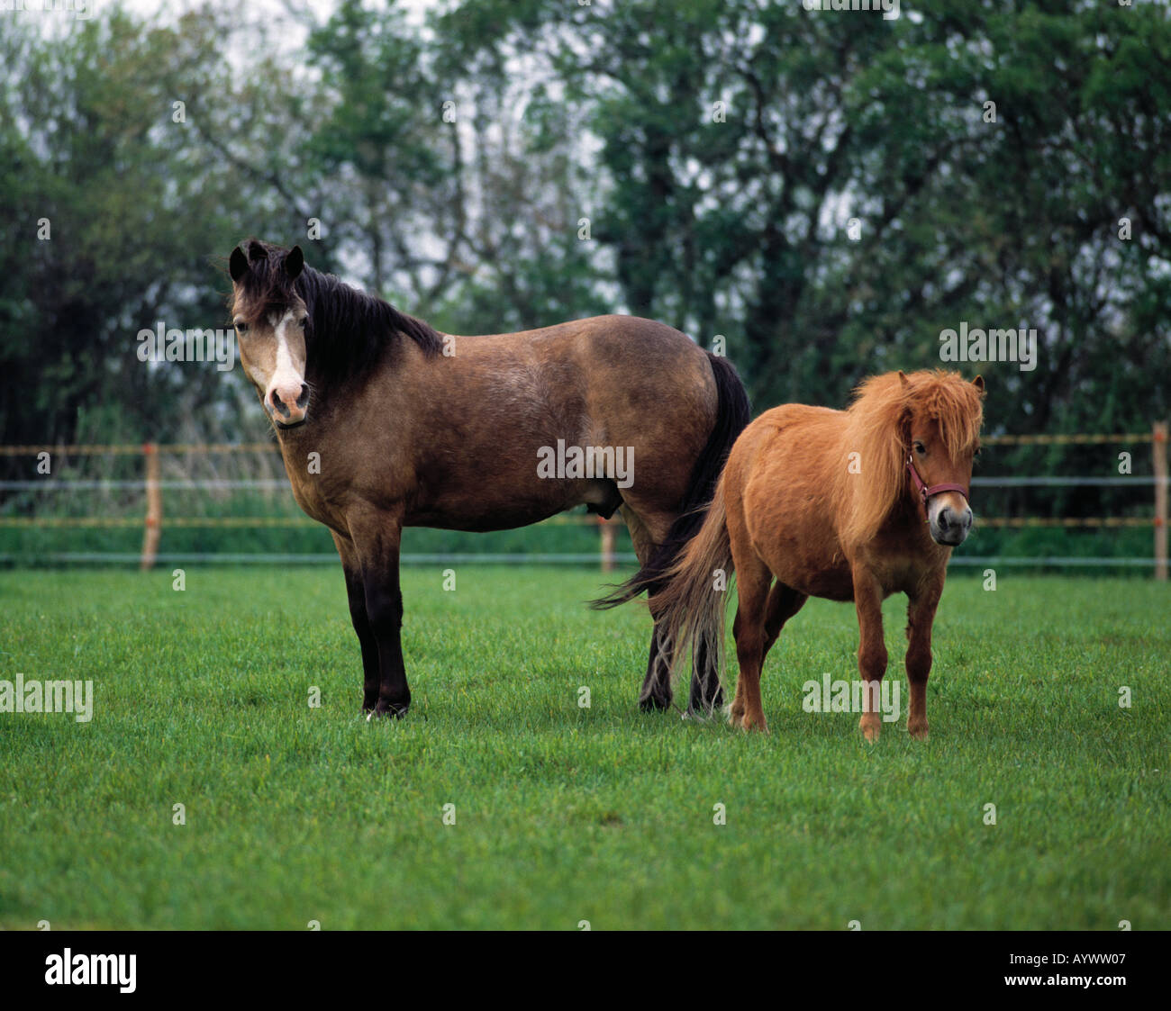 Pferd mit Fohlen auf einer Weide Stock Photo