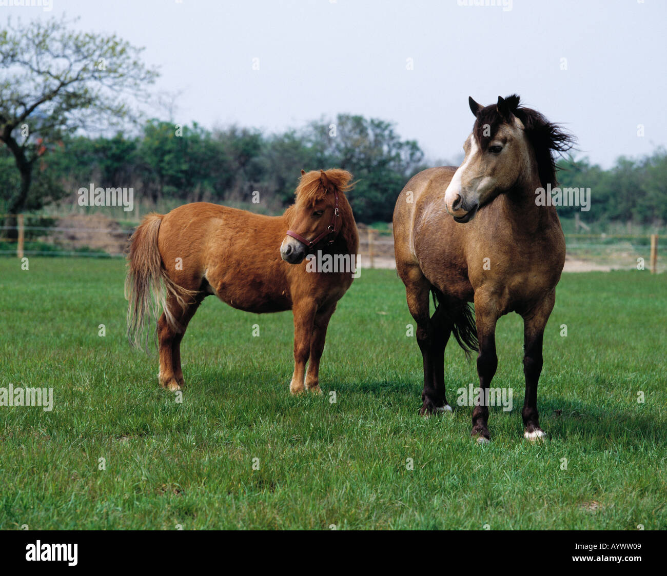 Pferd mit Fohlen auf einer Weide Stock Photo