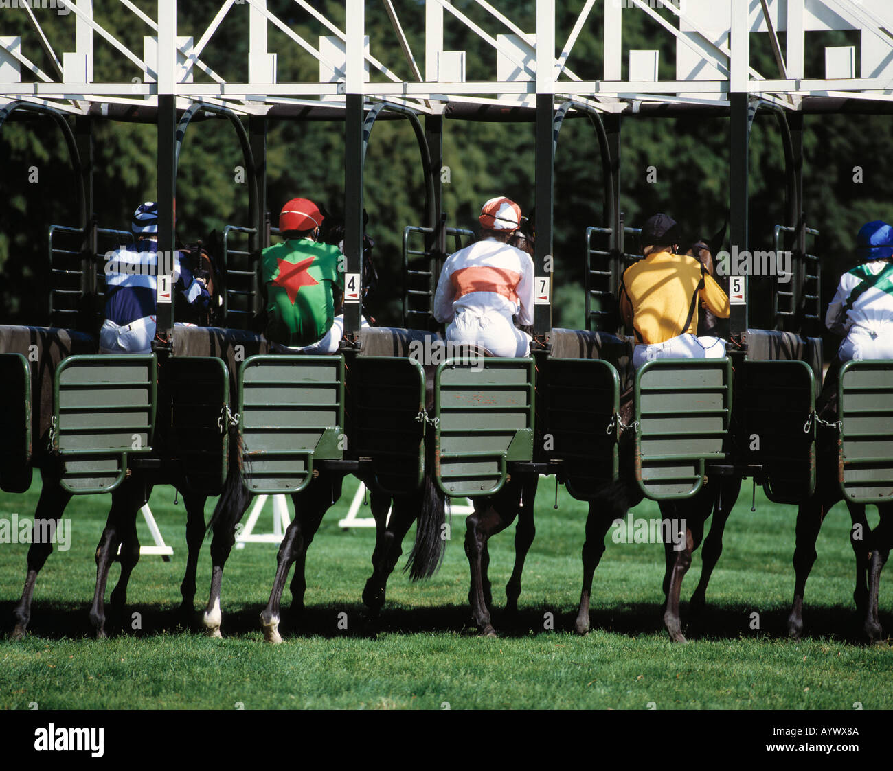 horseracing, gallop race, horses in startingboxes Stock Photo Alamy